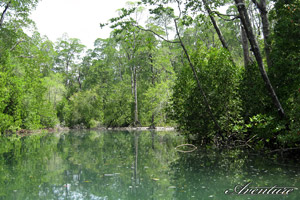 Dans la mangrove...